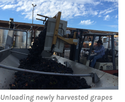 Unloading newly harvested grapes