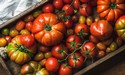 Heirloom Tomato Galette